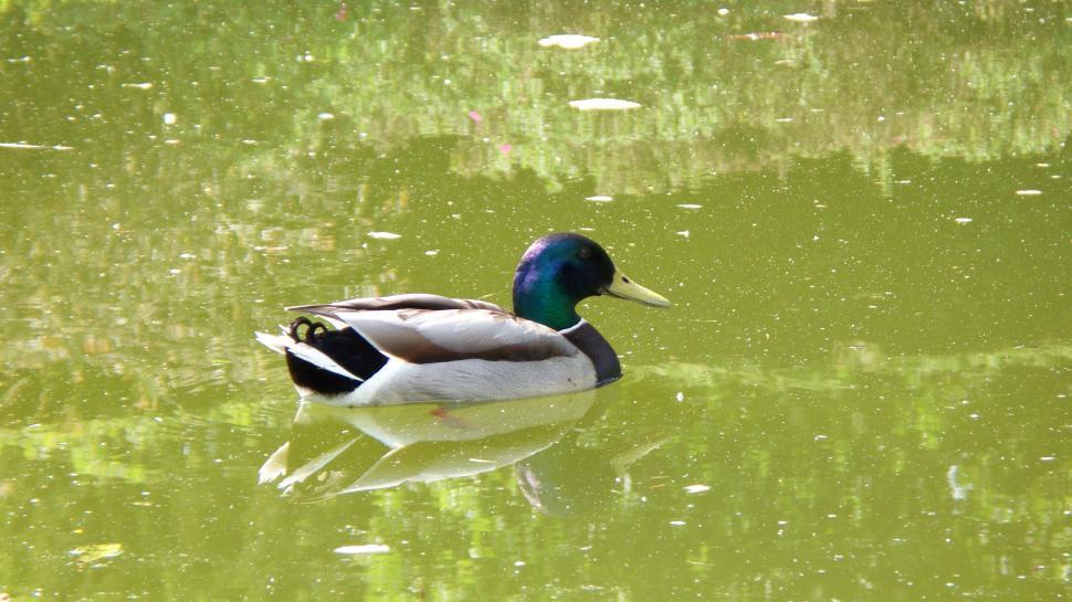 Free Image of Momma Duck 