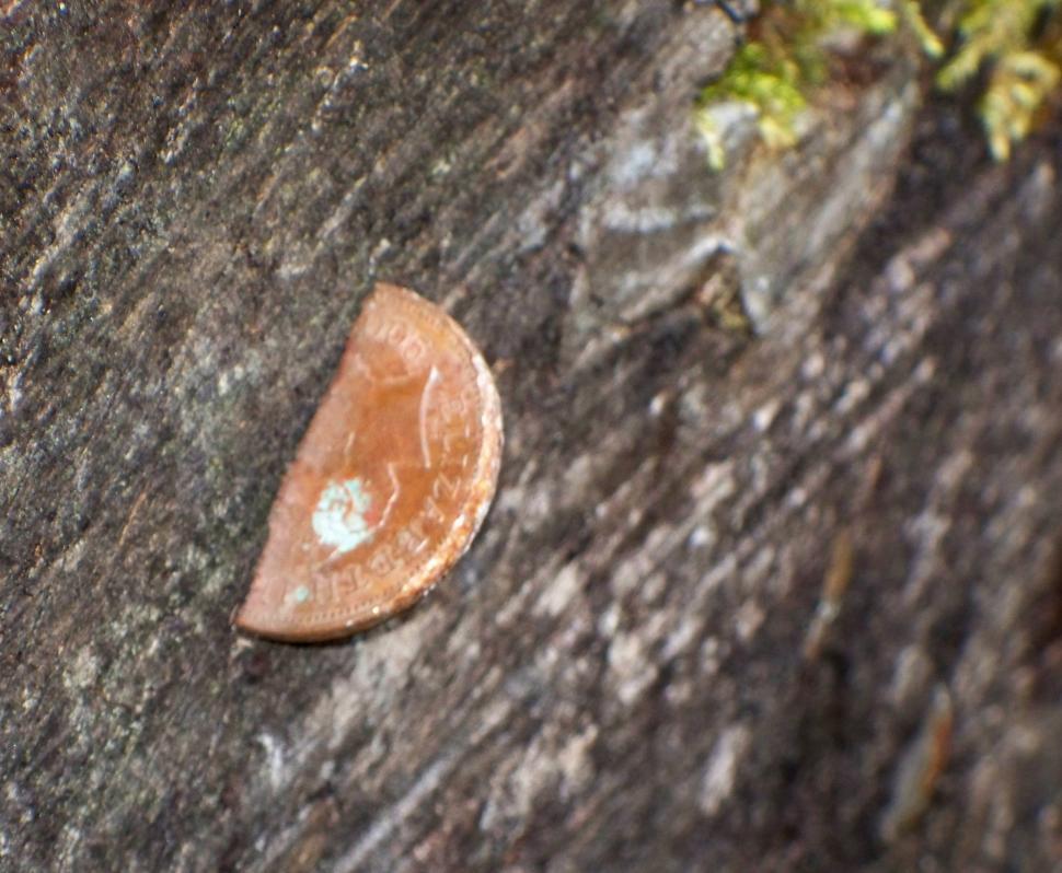 Free Image of A penny stuck in a tree stump. 