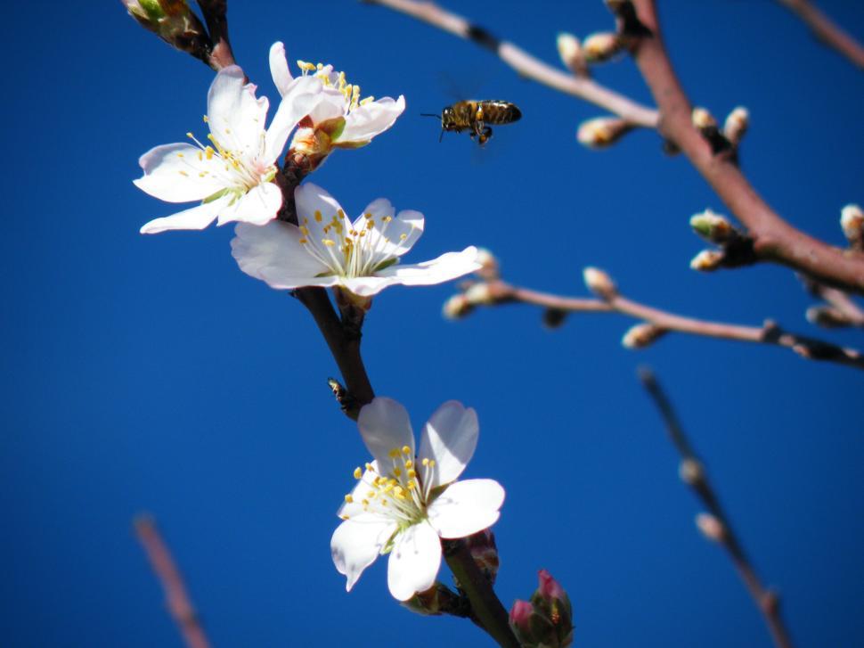 Free Image of Almond blossom and bee 
