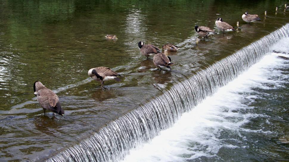 Free Image of Line of Ducks on a river step 