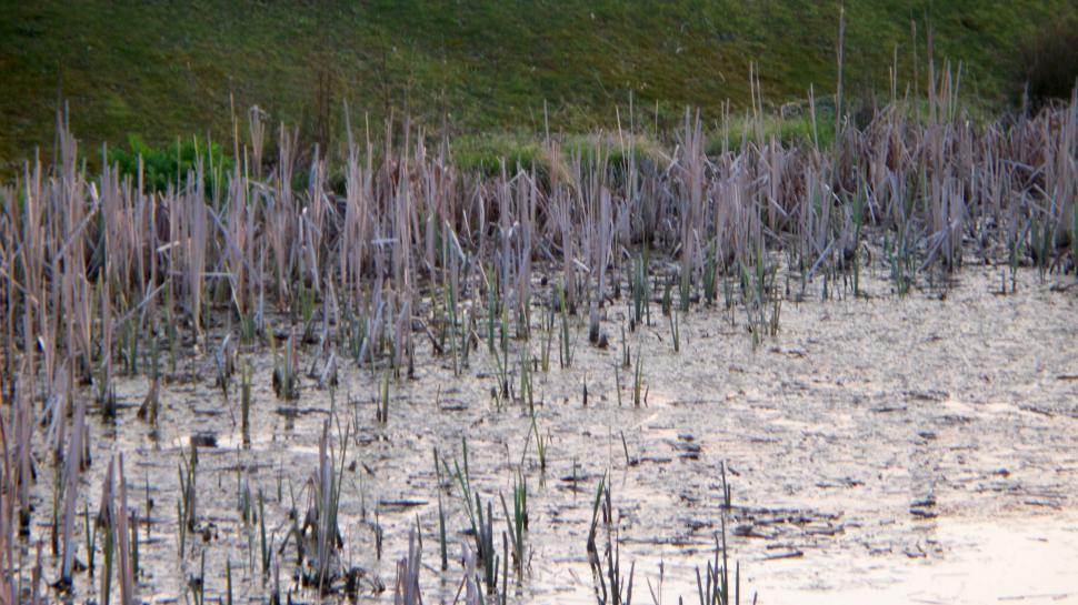 Free Image of Reeds in a Pond 