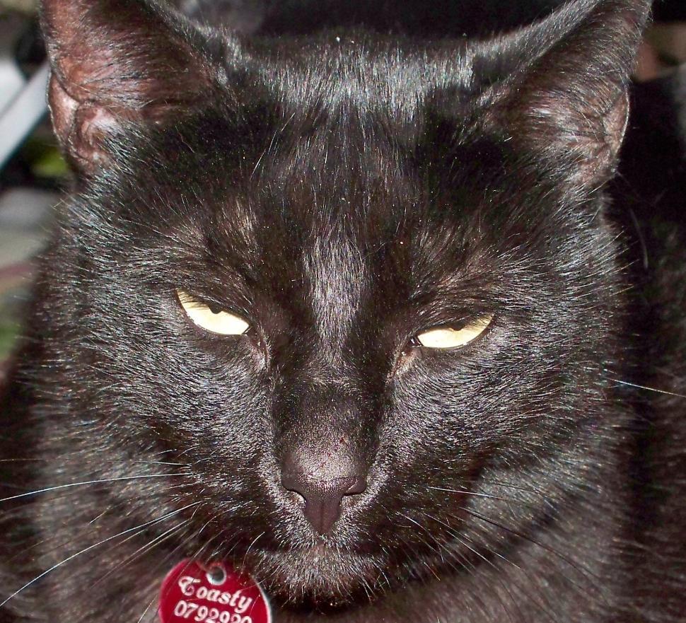 Free Image of Black Cat Face 