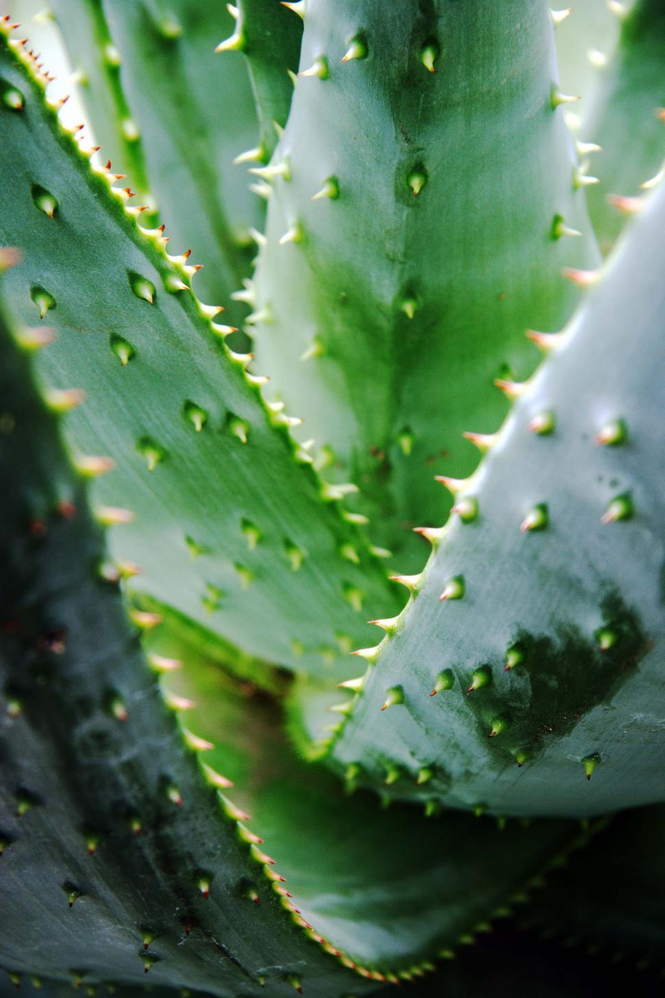 Free Image of Agave Spines 