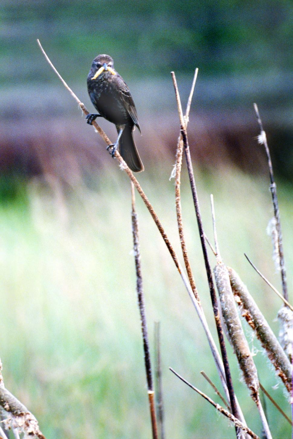 Free Image of birds perched cattails marsh animals brown 