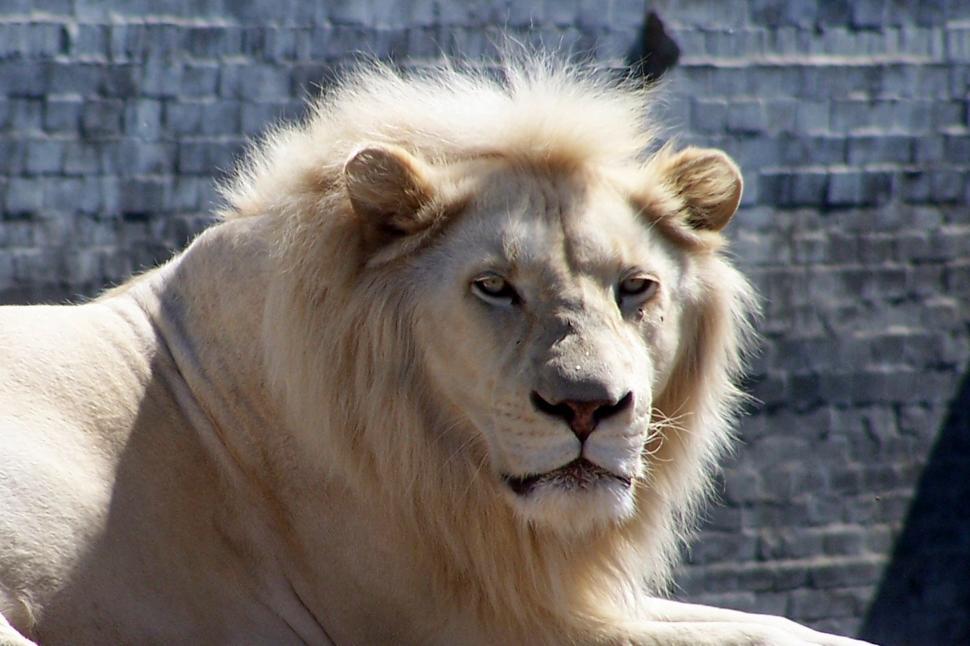Free Image of white lion 