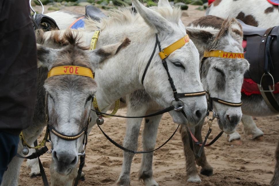 Free Image of A Group of Donkeys Standing in the Dirt 