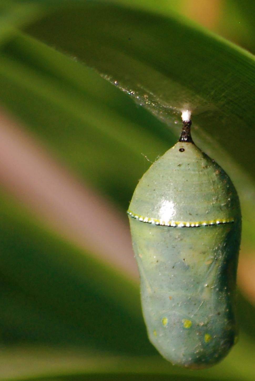 Free Image of Monarch Butterfly Chrysalis 
