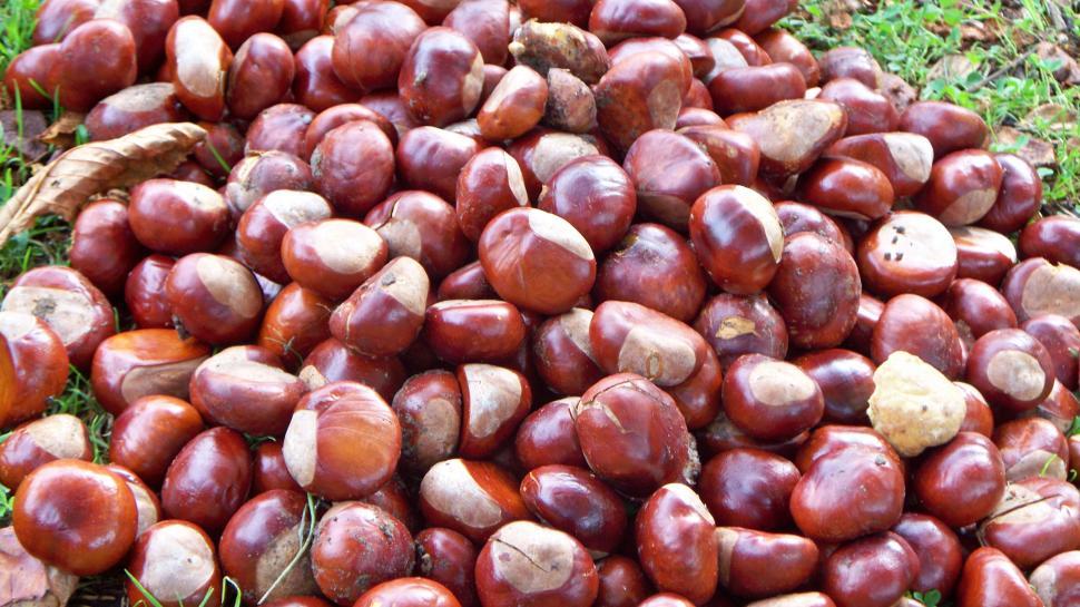 Free Image of Pile of Conkers 