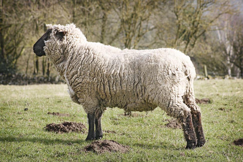 Free Image of suffolk ewe 