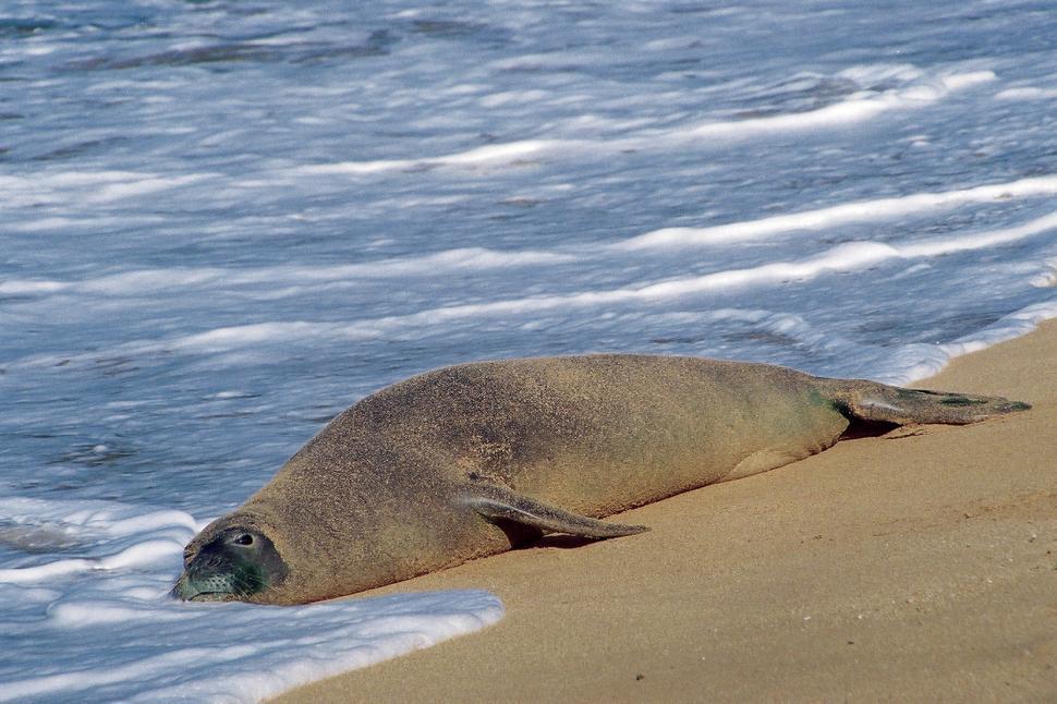 Free Image of Monk Seal, Hawaii 