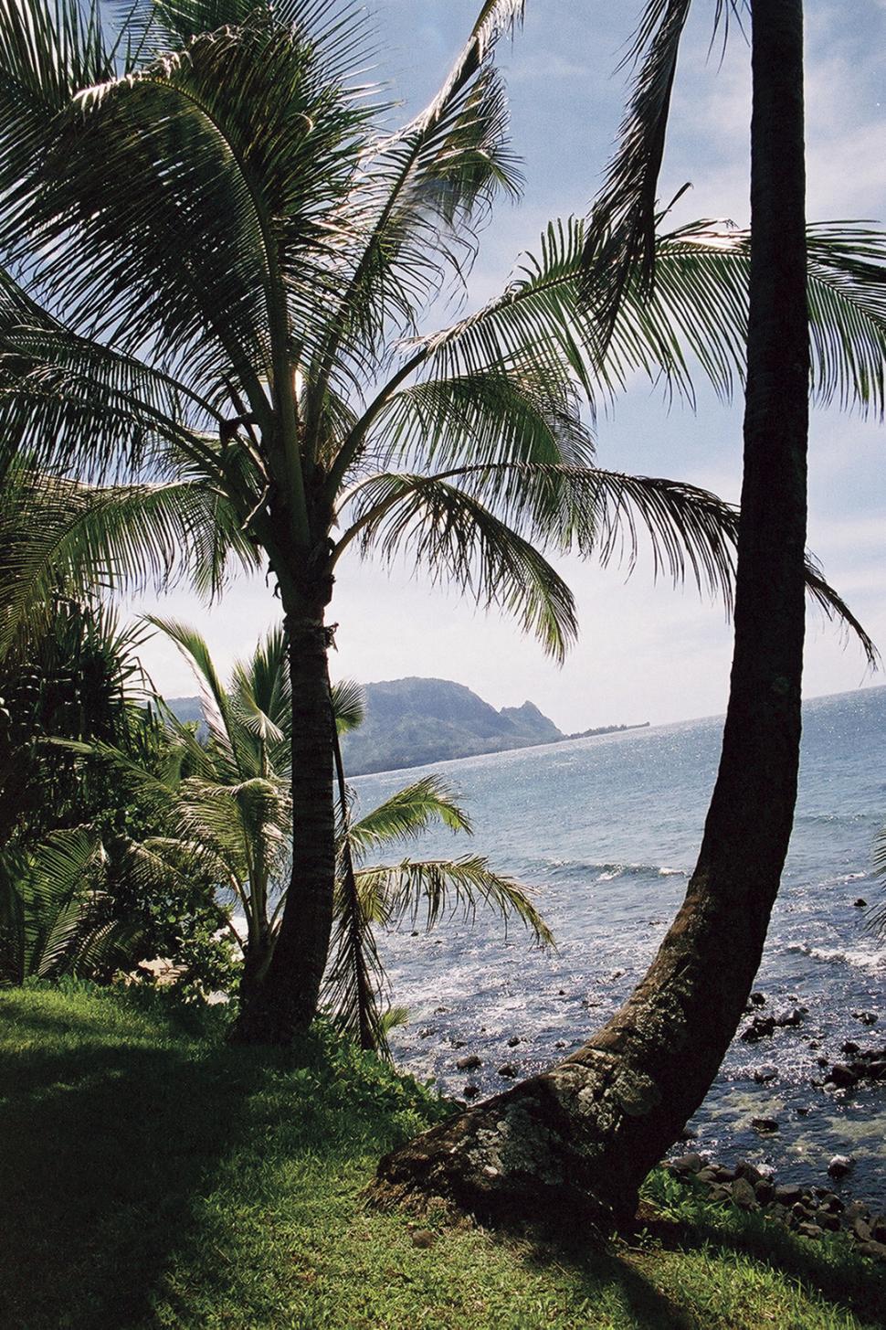 Free Image of Hawaii Trees of Paradise 