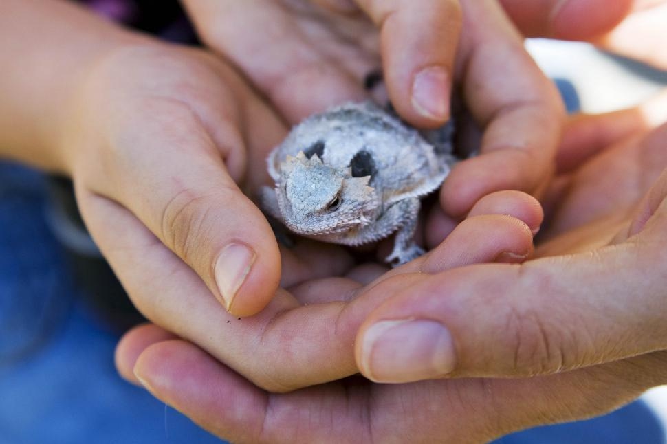 Free Image of A horned lizard on a kids palm 