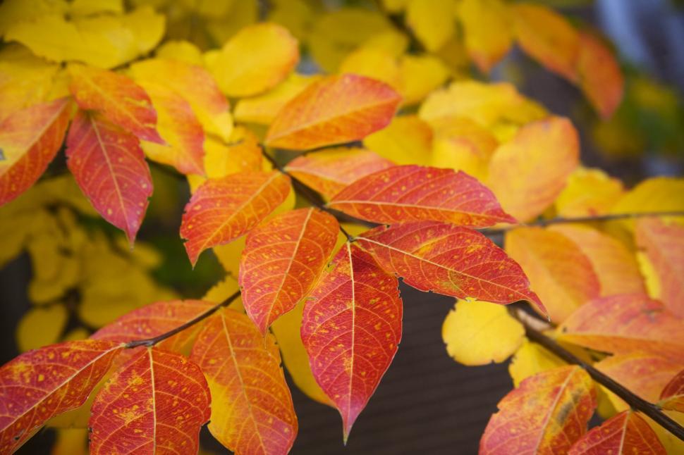 Free Image of Colorful Leaves 
