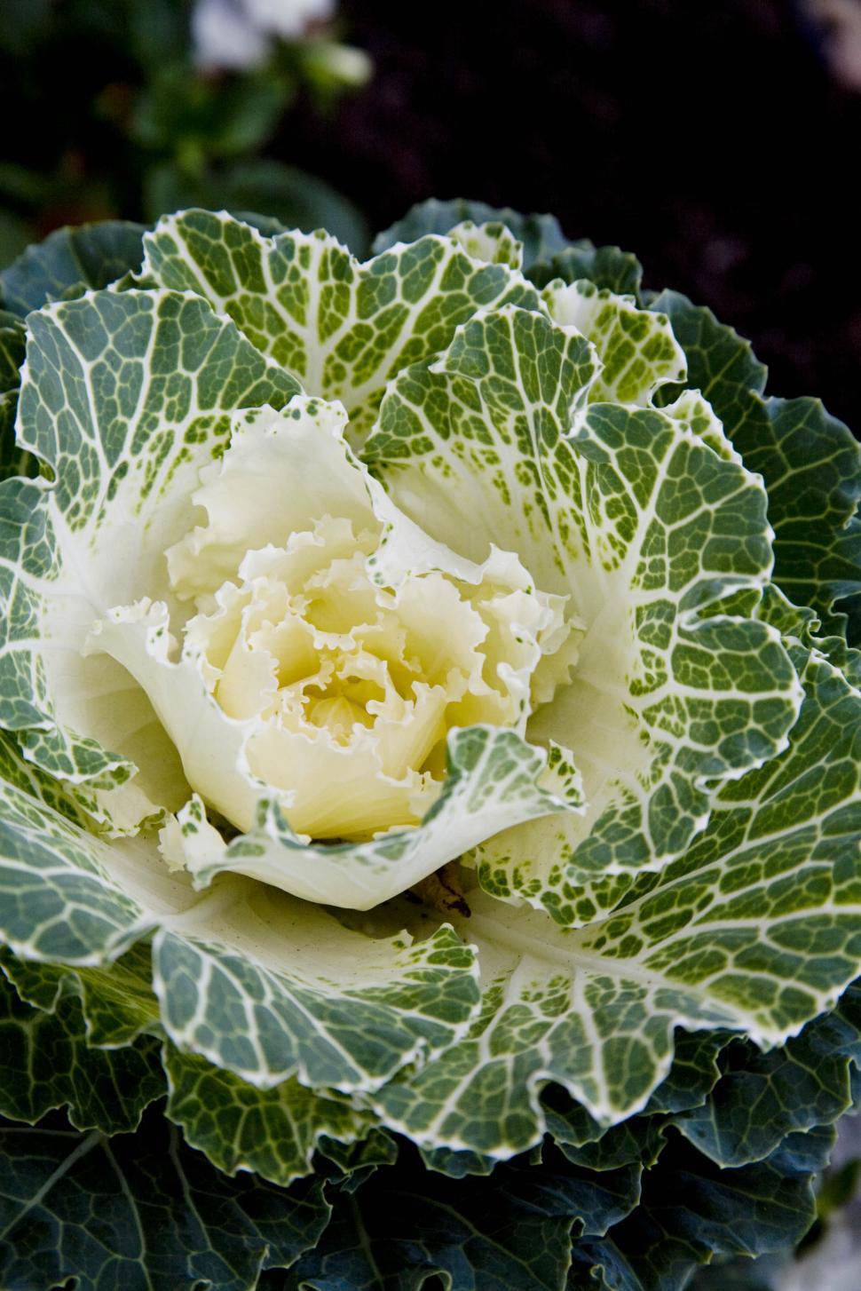 Free Image of Green Vegetable 