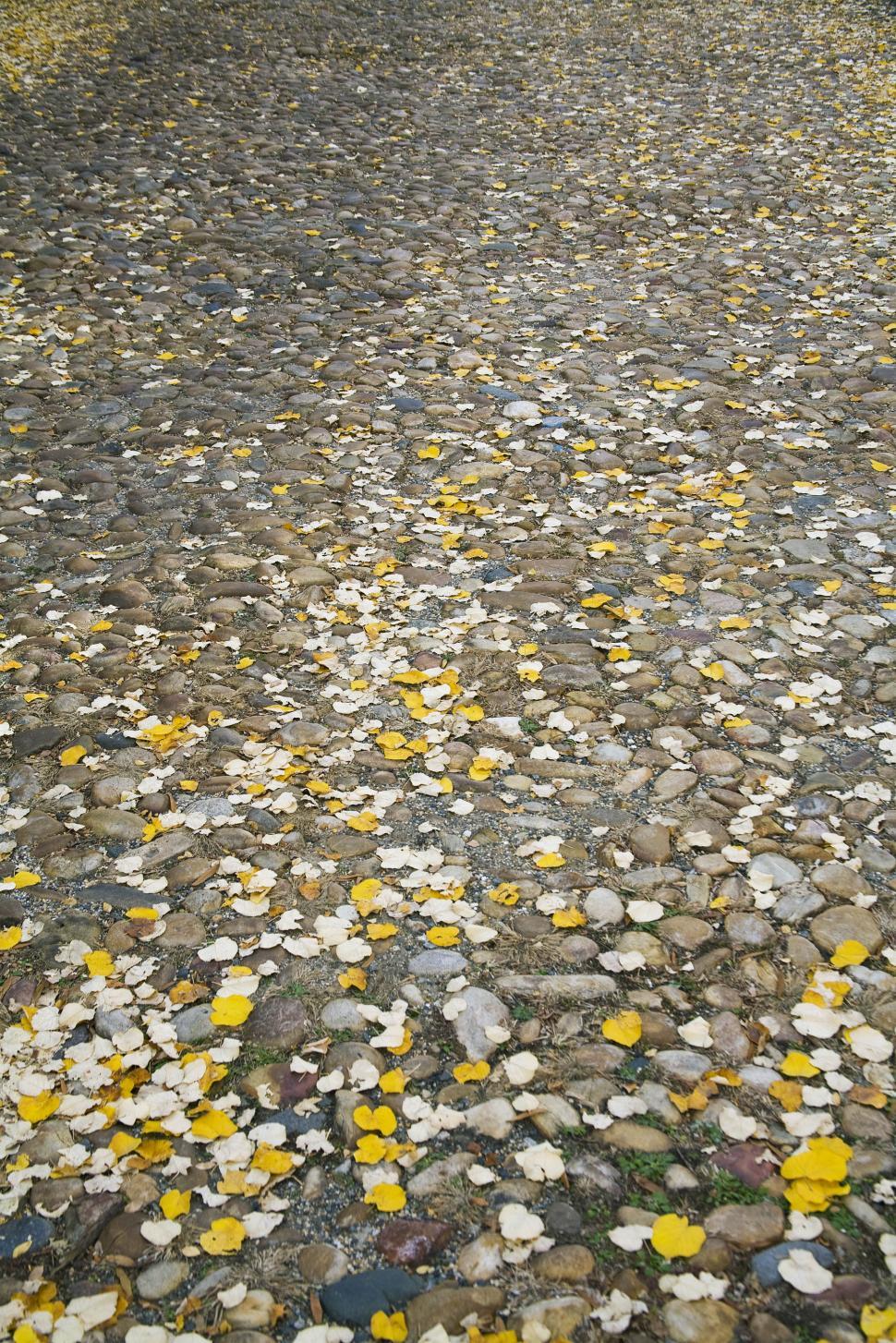 Free Image of  leaves on a stone path 
