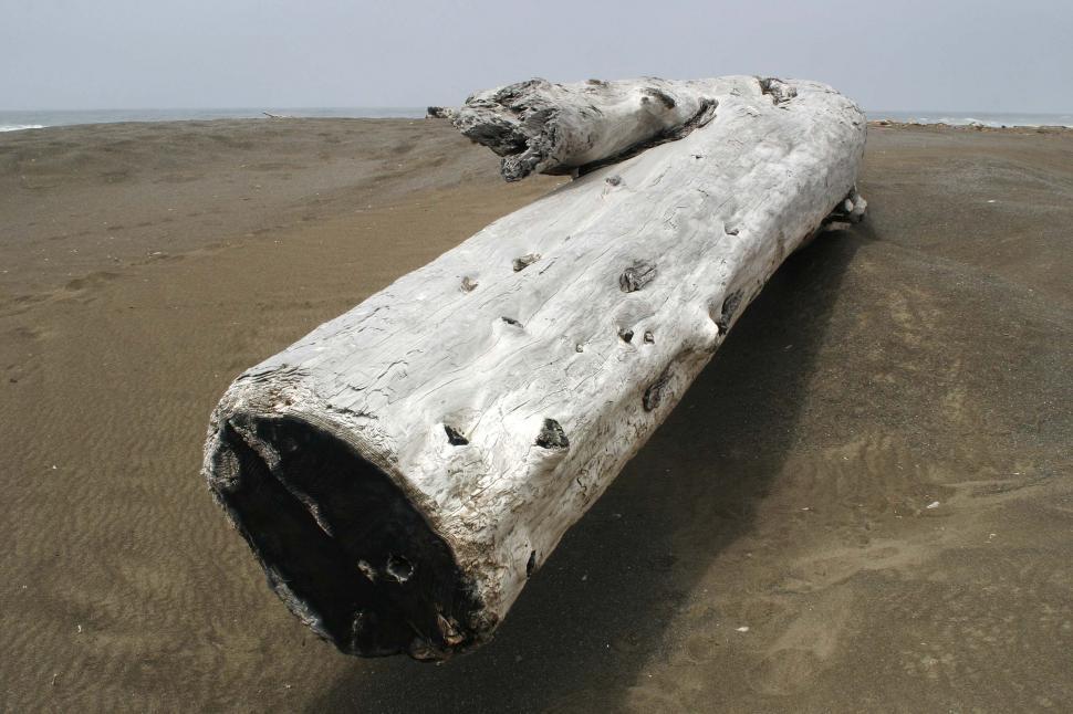 Free Image of Bleached beach log 