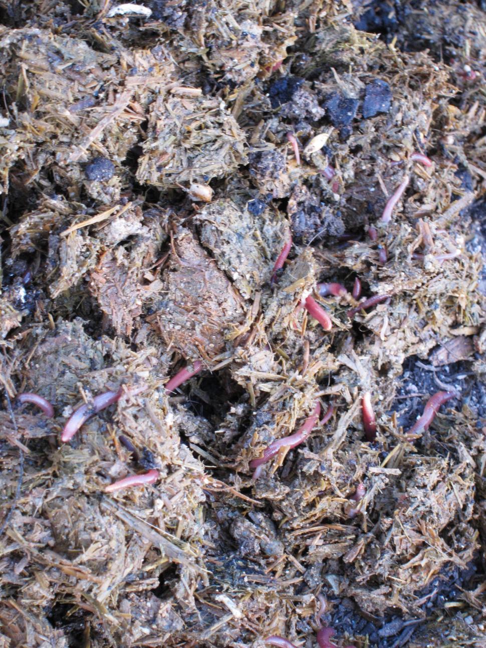 Free Image of Earthworms 