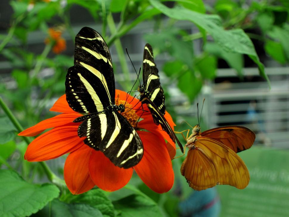 Free Image of Butterflies 