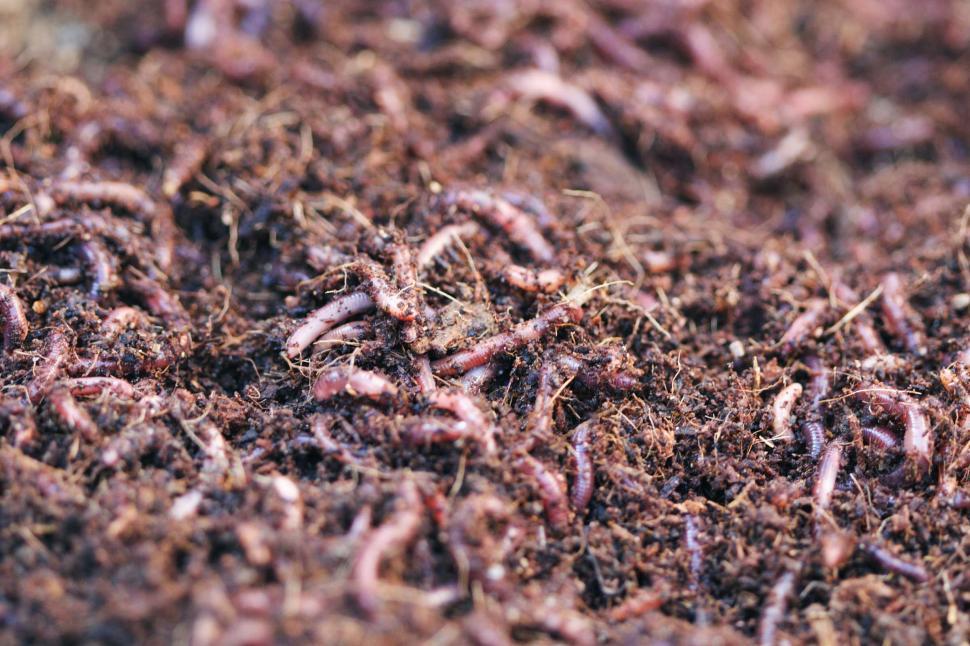 Free Image of Earthworms in the soil 