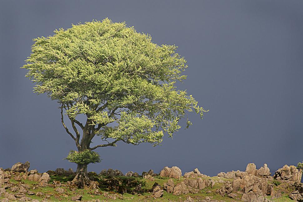 Free Image of Bright Tree 