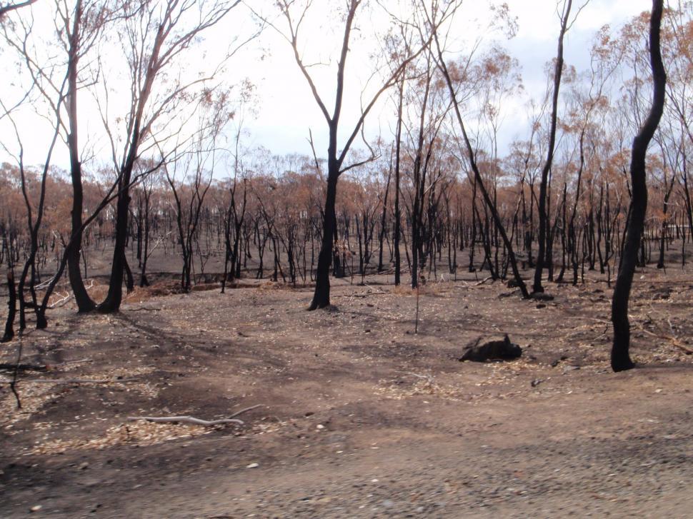 Free Image of After the Bushfire 
