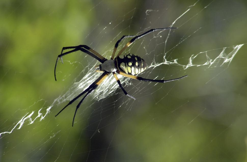 Free Image of Yellow Garden Spider 