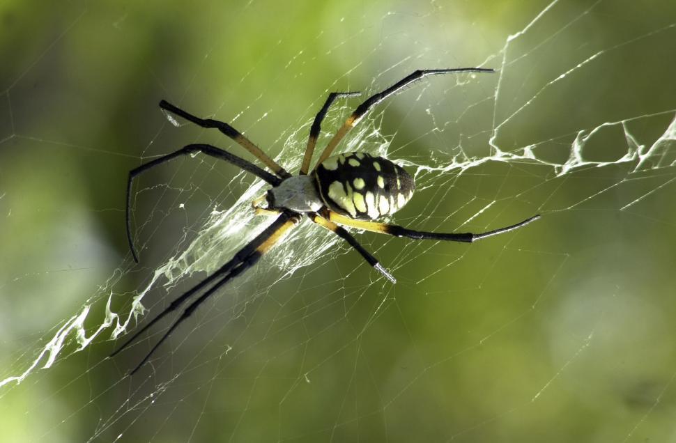 Free Image of Yellow Garden Spider 