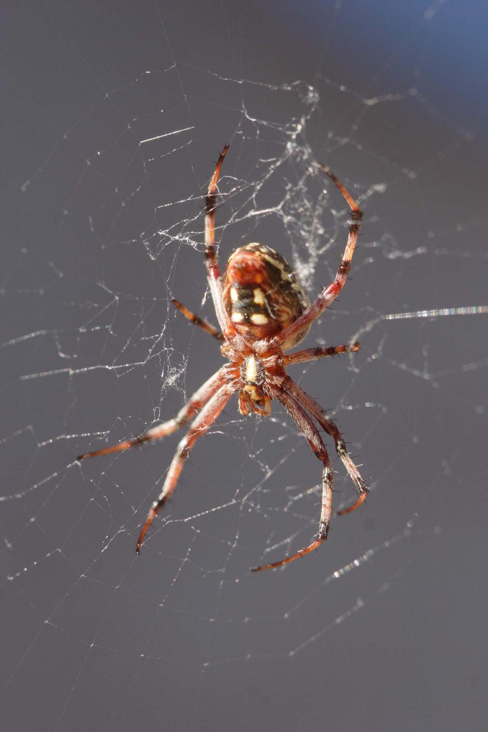 Free Image of Orb spider in web 