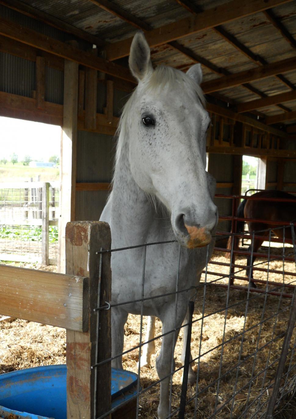 Free Image of White Horse Standing in Barn 