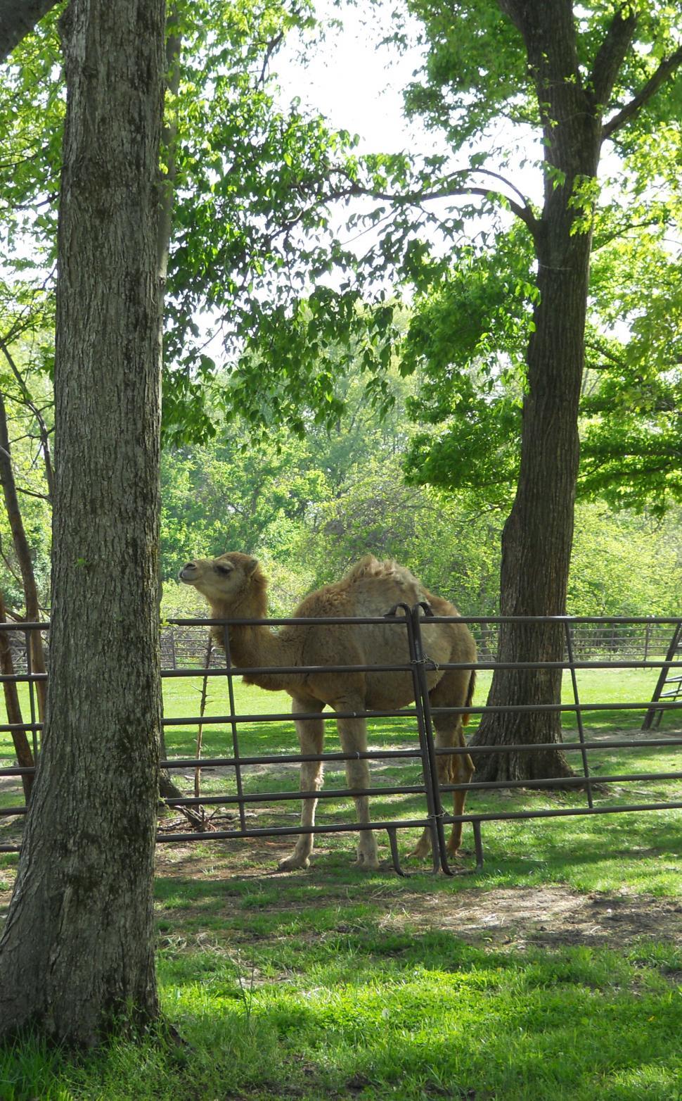 Free Image of Two Camels in a Fenced Area Surrounded by Trees 