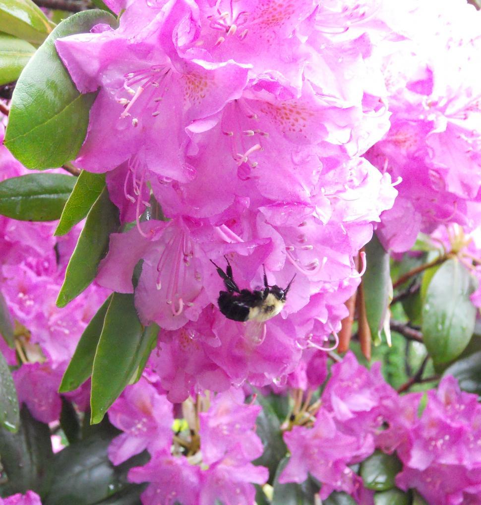 Free Image of Bee Feeding on Pink Flower in Rain 