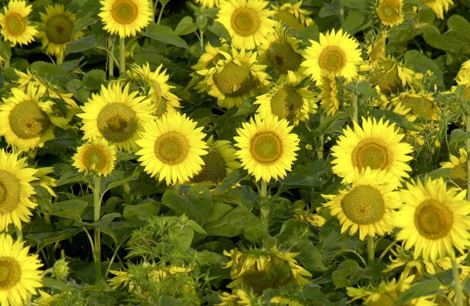 Free Image of Sunflowers 