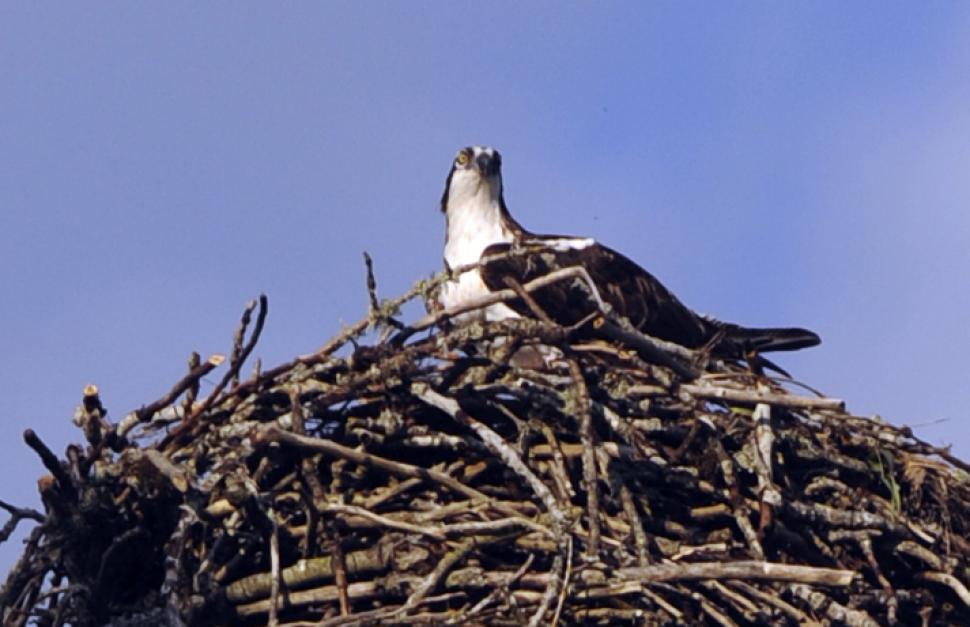 Free Image of Osprey Nest 