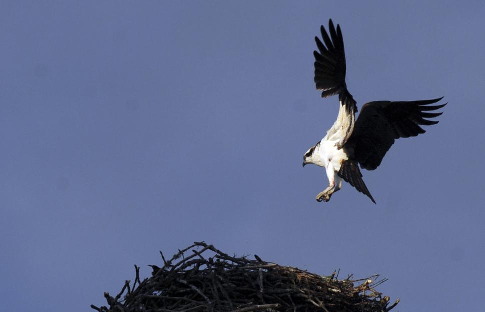 Free Image of Osprey Nest 