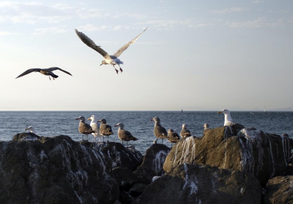 Free Image of Seagulls 