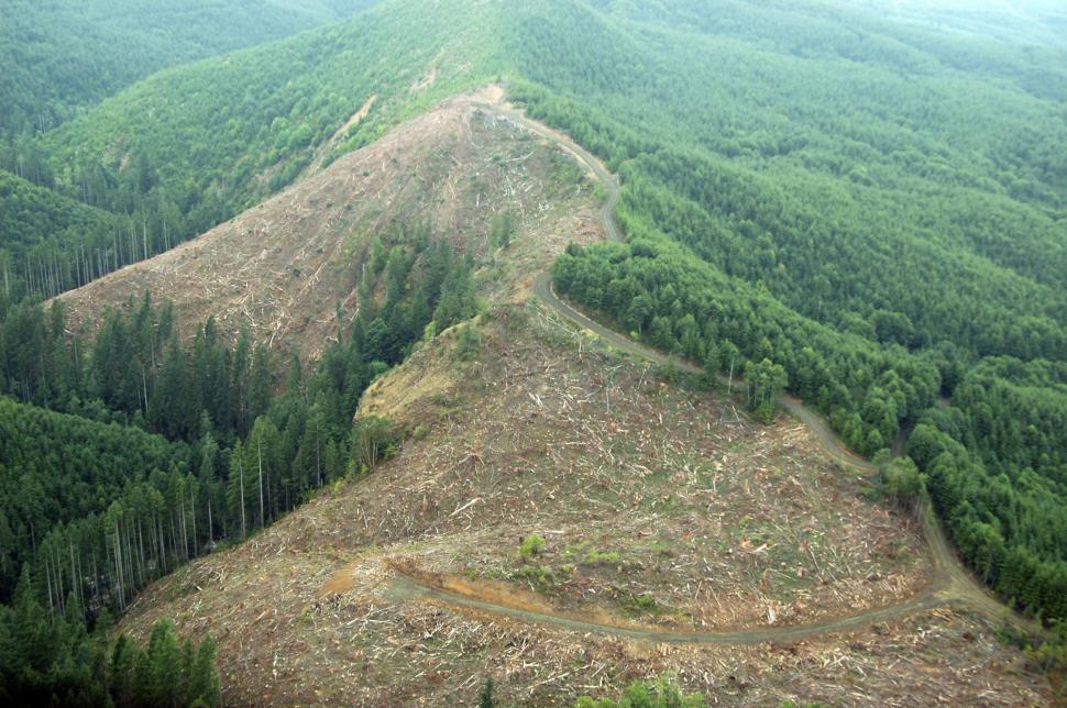 Free Image of Clearcut Logging 