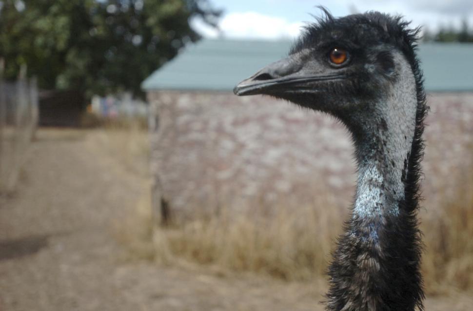 Free Image of Emu Farm 