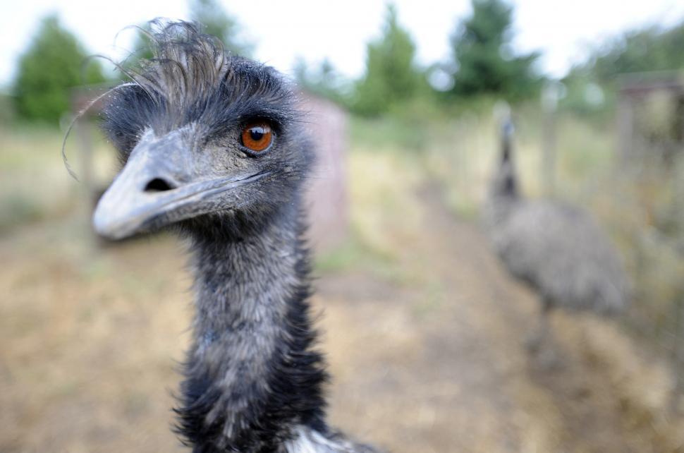 Free Image of Emu Farm 