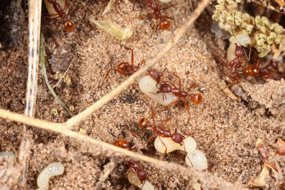 Free Image of Red Harvester ants 