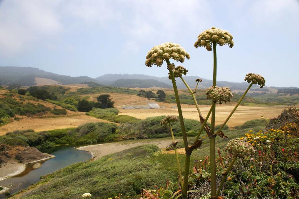 Free Image of WIldflowers in northern California 