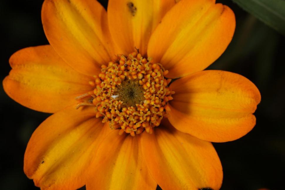 Free Image of Flower macros 