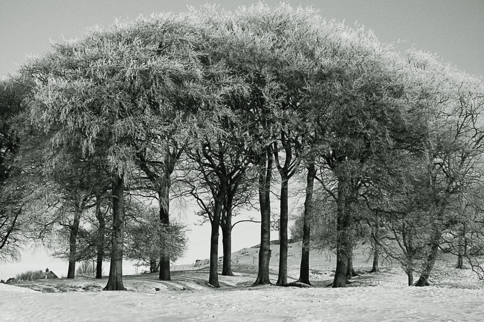 Free Image of trees in winter 