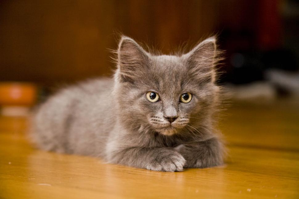 Free Image of A beautiful gray cat  