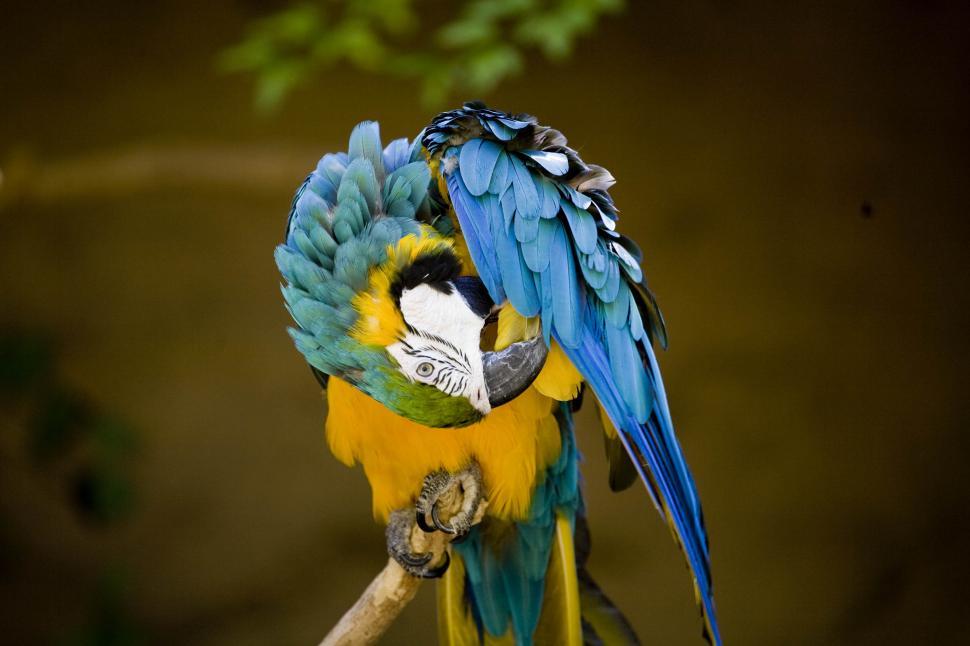 Free Image of Colorful Parrot 
