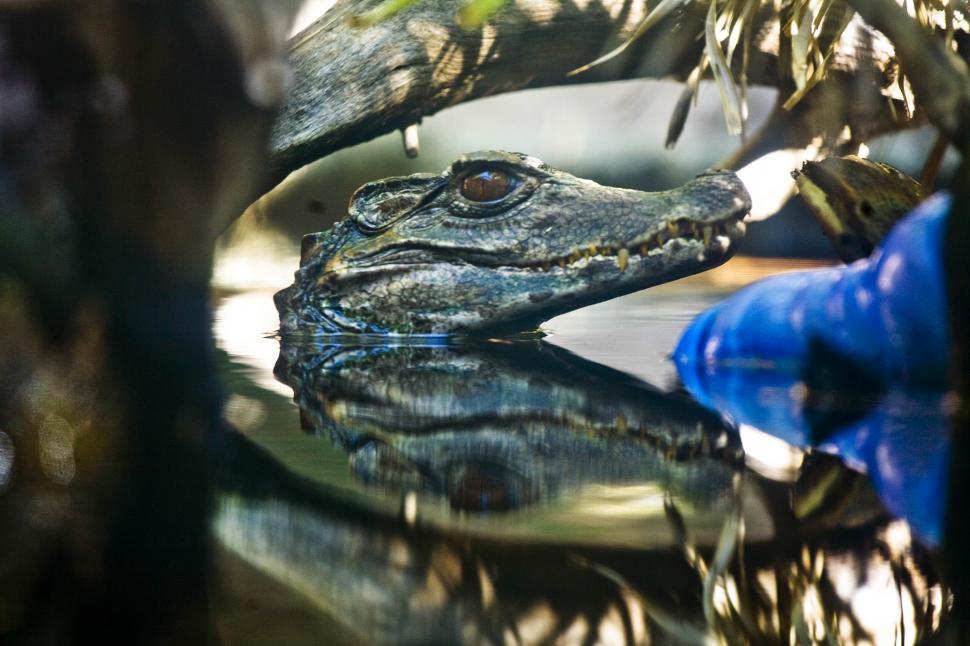 Free Image of Cayman Crocodile Head 