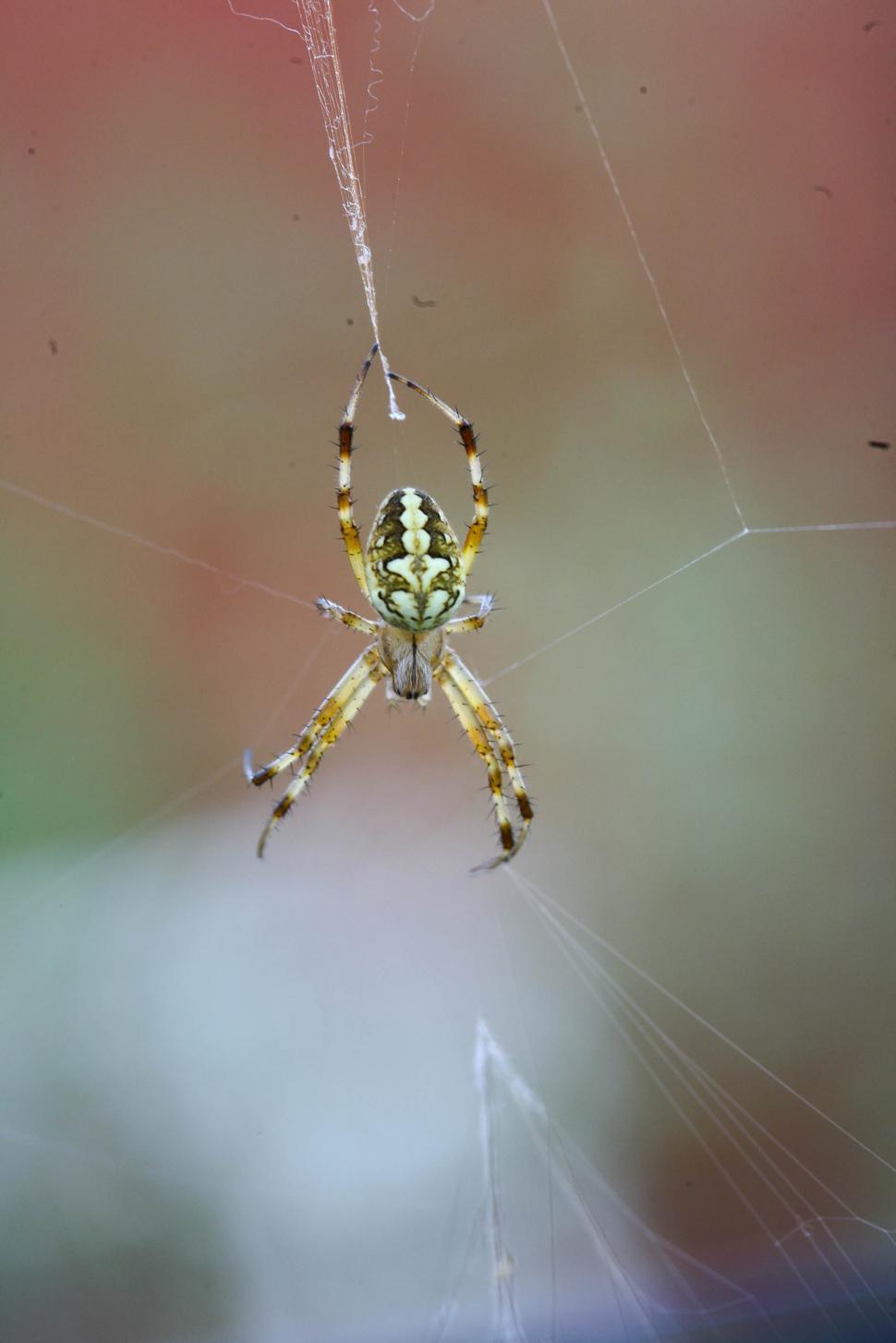 Free Image of Spider on a Web 