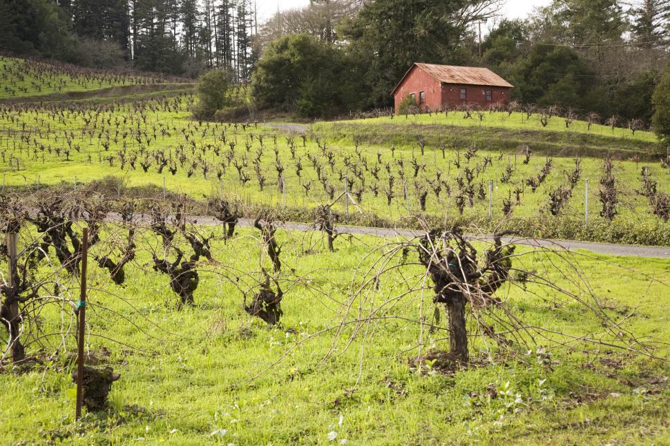 Free Image of Field of grape vines 