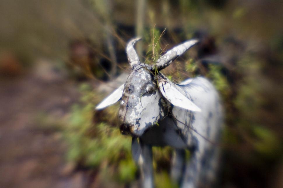 Free Image of Blurry Goat sculpture 