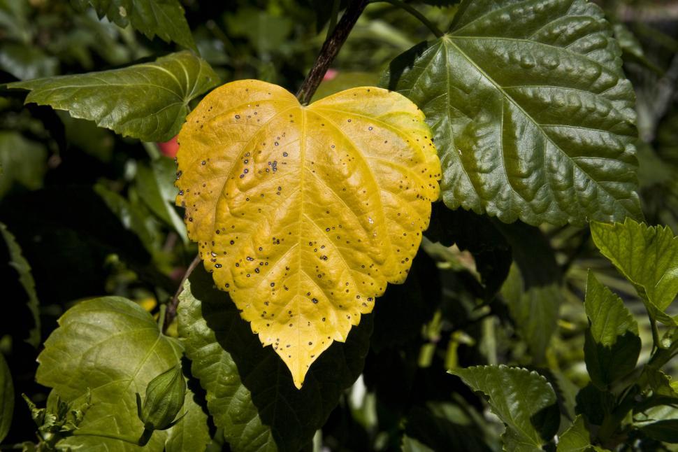 Free Image of Dried heart leaf 