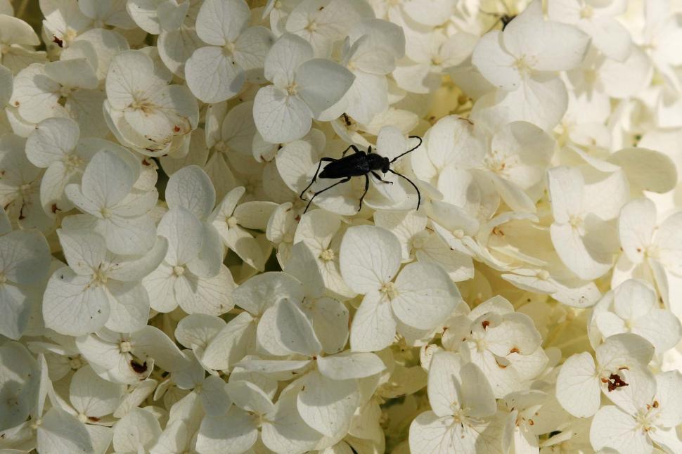Free Image of Bug on the flowers 